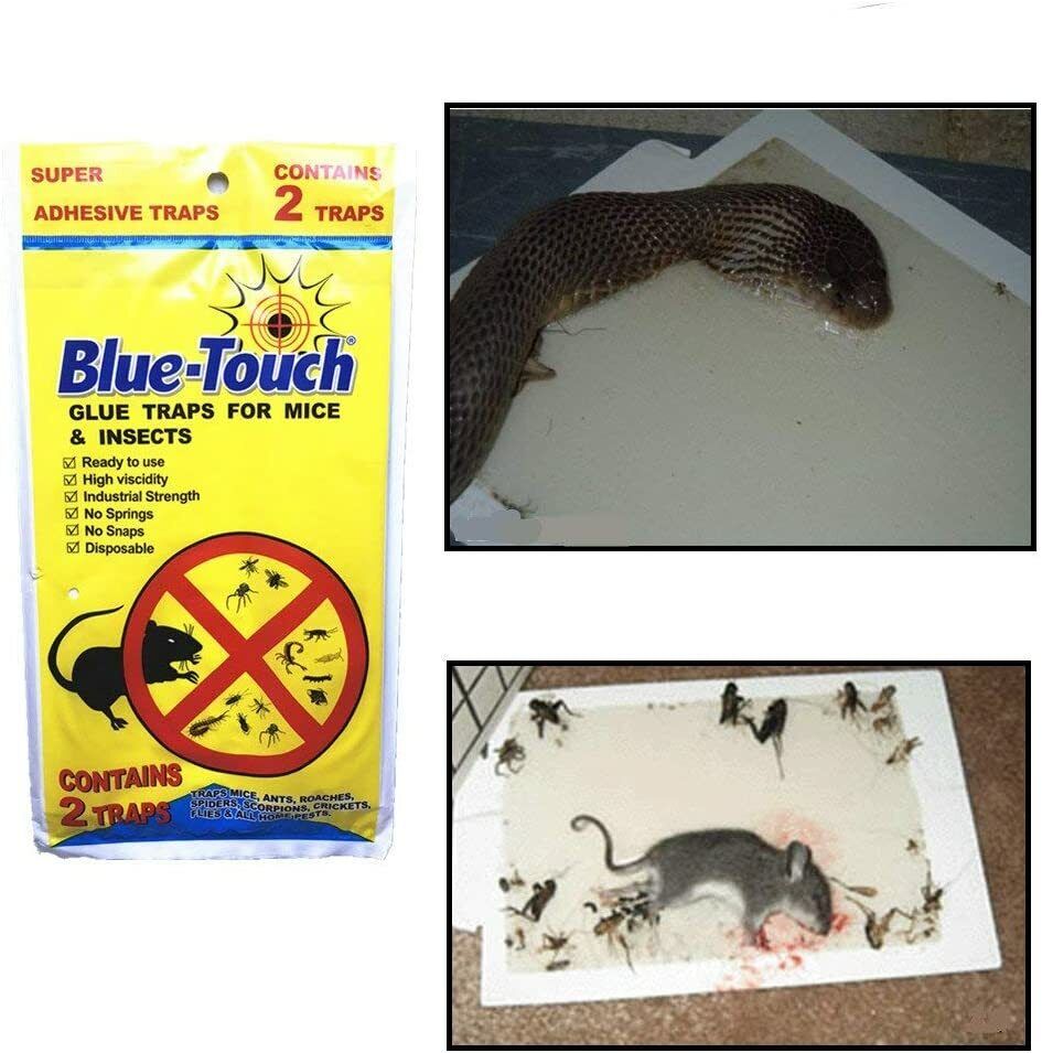 12 Traps 6 Pack Blue Touch Sticky Mouse